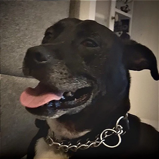 An adult medium-sized male Black Black Labrador Retriever dog named Cooper for adoption in Melrose, FL