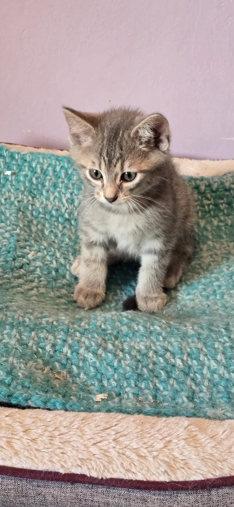 Louie