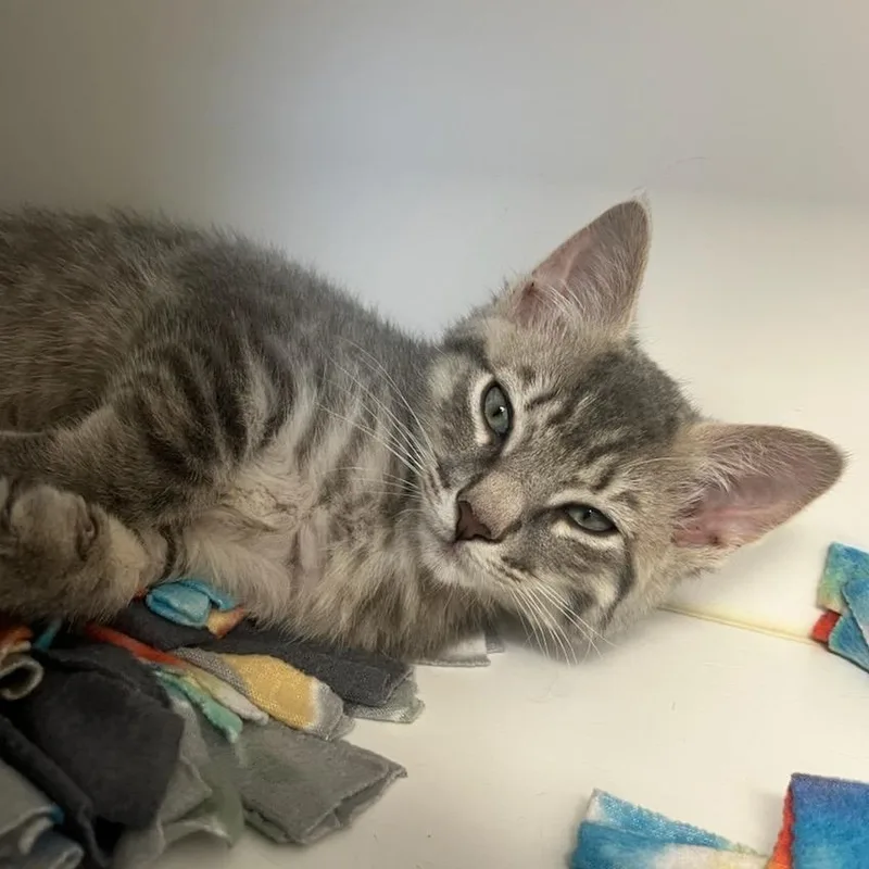 A baby small-sized male Tabby (Gray / Blue / Silver) Domestic Short Hair cat named Beignet for adoption in Manassas, VA