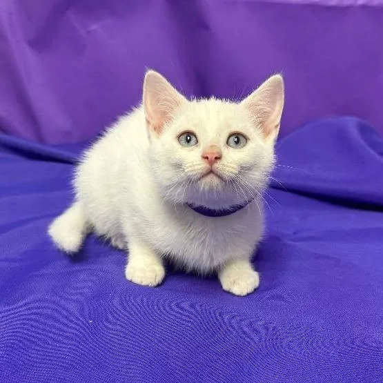 A baby small-sized female White Domestic Short Hair cat named Winnalee for adoption in North Myrtle Beach, SC