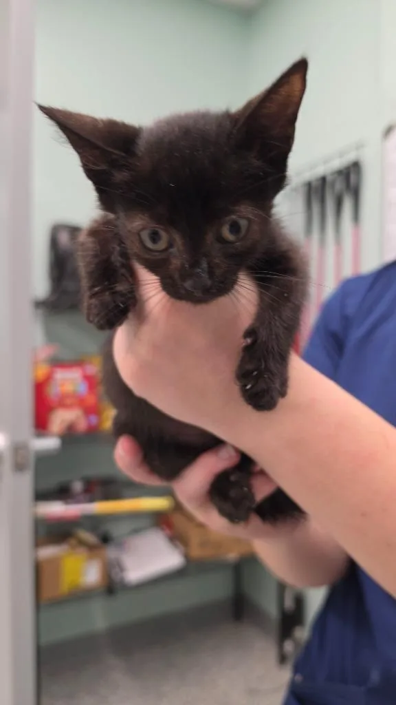 A baby small-sized male Domestic Short Hair cat named Whispurr for adoption in Athens, TN