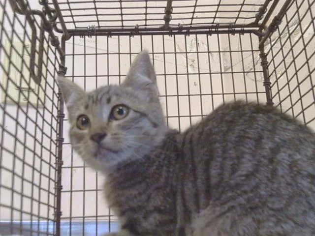 A baby small-sized male Domestic Short Hair cat named A for adoption in Sacramento, CA