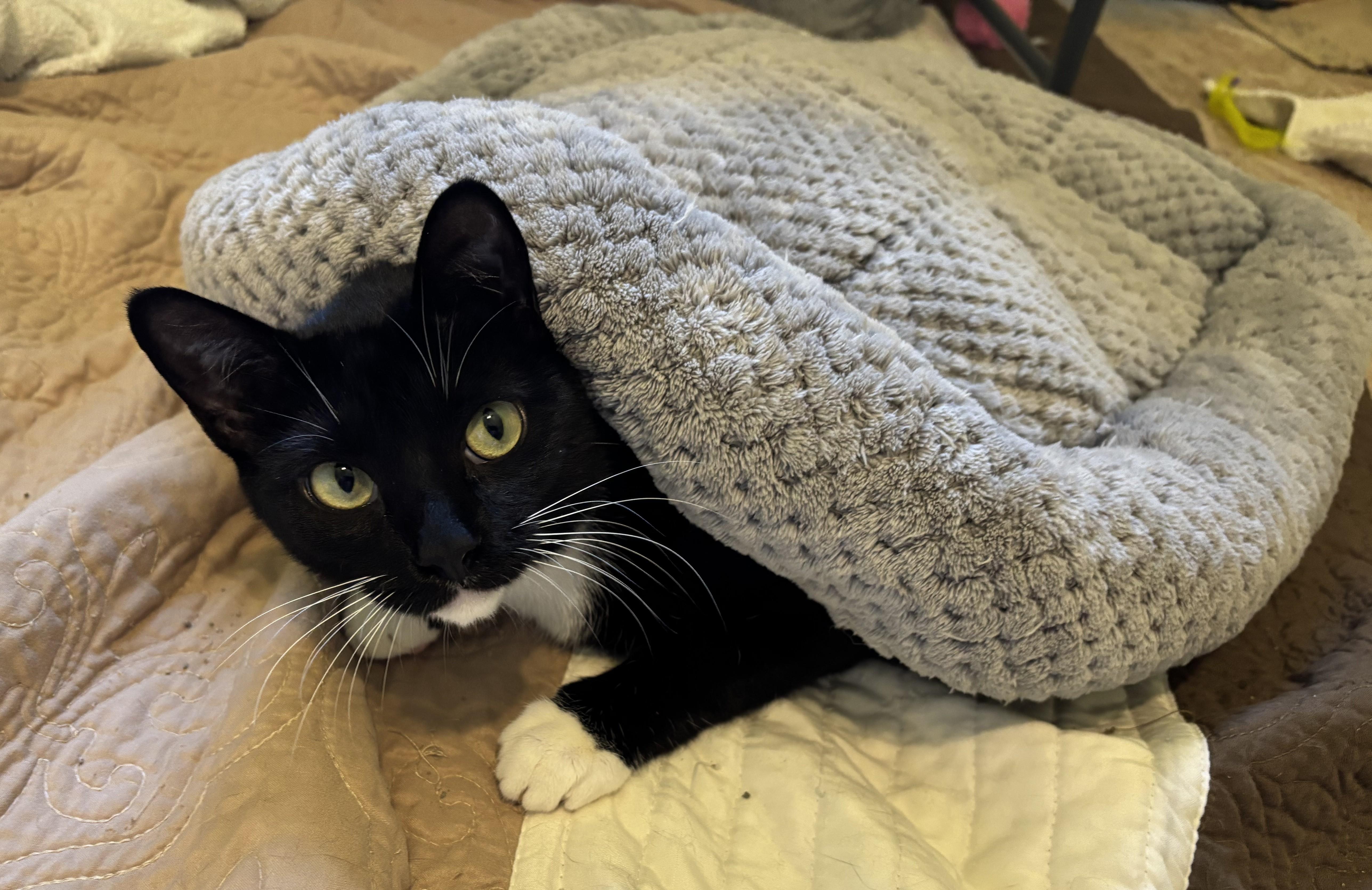 An adult medium-sized female Domestic Short Hair cat named Tippy Toes for adoption in Bentonville, AR