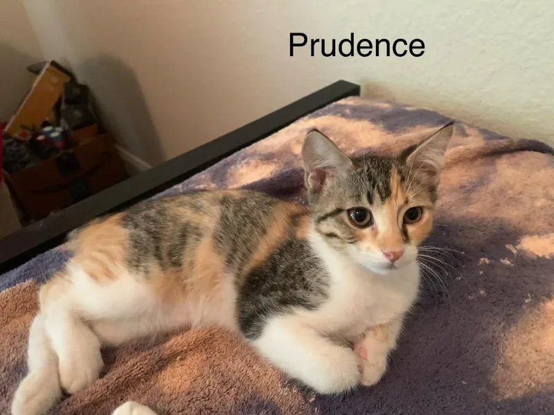 A baby medium-sized female Domestic Short Hair cat named Prudence for adoption in Spring, TX