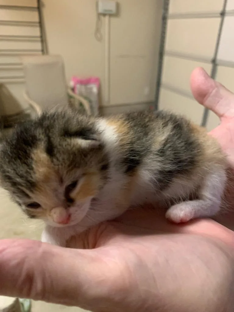 Prudence thumbnail 2