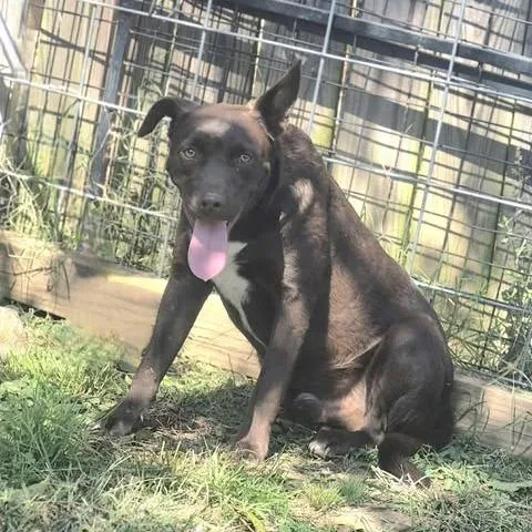 An adult medium-sized male Brown / Chocolate Shepherd dog named Oakley for adoption in Dover, AR