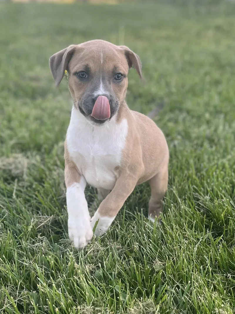 A baby medium-sized female Pit Bull Terrier dog named Combo for adoption in Salisbury, MD