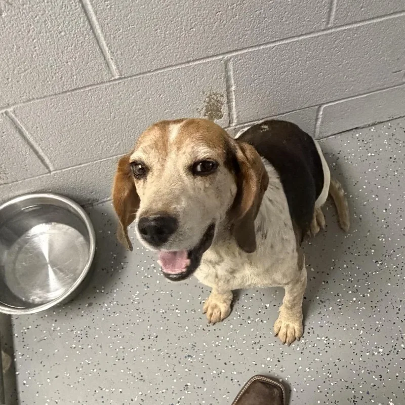 An adult medium-sized male White / Cream Beagle dog named Gandalf for adoption in Danville, KY