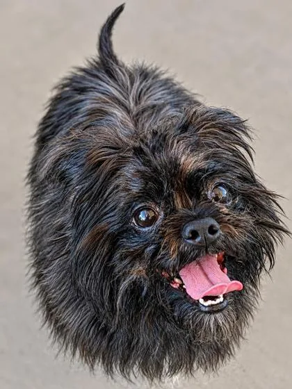 An adult small-sized male Shih Tzu dog named Jet for adoption in New Orleans, LA