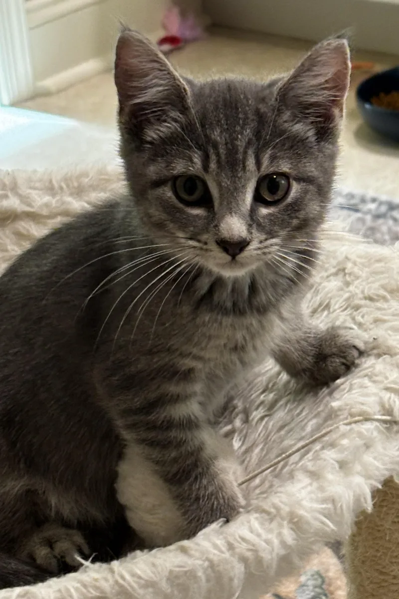 A baby medium-sized female Tabby (Gray / Blue / Silver) Domestic Short Hair cat named Charlie M. for adoption in Lemoyne, PA