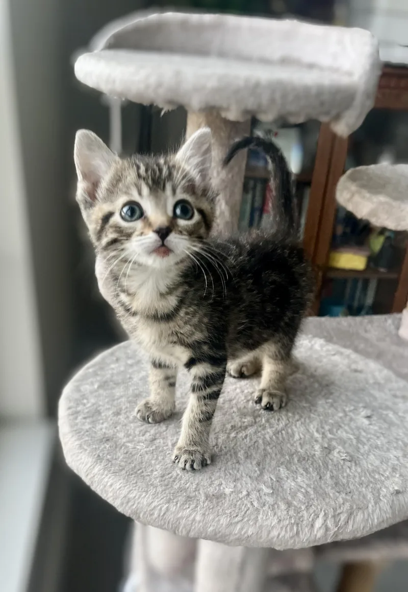 A baby medium-sized female Tabby (Gray / Blue / Silver) Domestic Short Hair cat named Cocoa for adoption in Toledo, OH