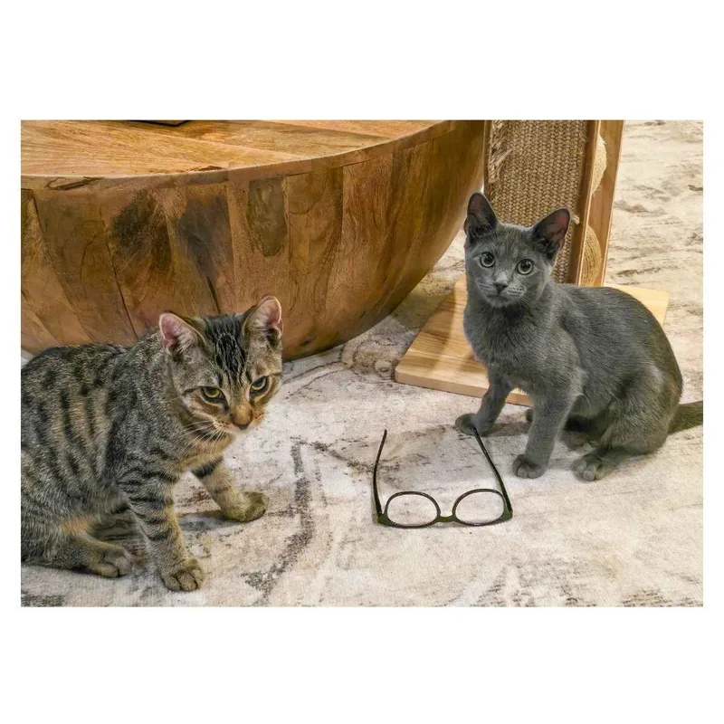 A baby medium-sized male Domestic Short Hair cat named Bonito and Tetra for adoption in Stamford, CT