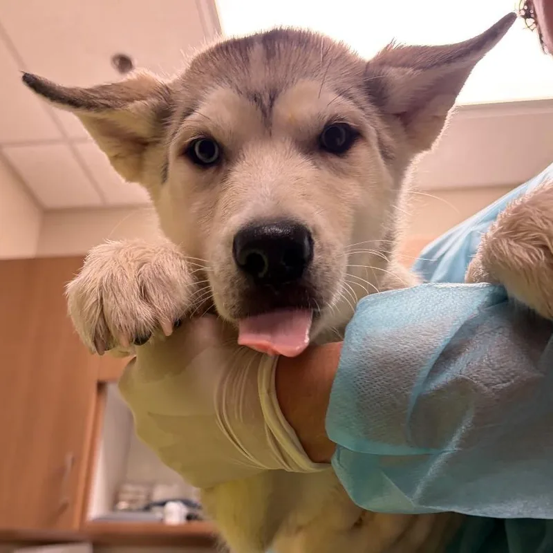 A baby small-sized male Husky dog named Joey for adoption in Reno, NV
