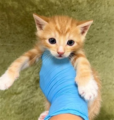 A baby small-sized male Domestic Short Hair cat named Rollie for adoption in Riverside, CA