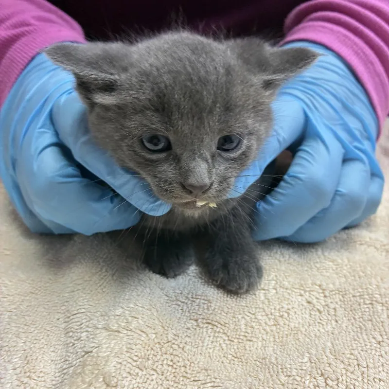 A baby small-sized male Gray / Blue / Silver Domestic Short Hair cat named Sailor for adoption in Newark, NJ
