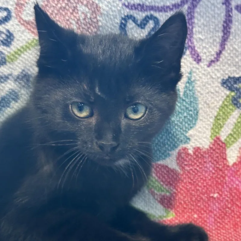 A baby small-sized female Black Domestic Medium Hair cat named Rainier Cherry for adoption in Matteson, IL