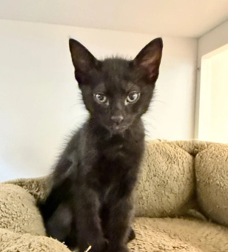 A baby medium-sized male Black Domestic Short Hair cat named Gobi for adoption in Oakland, CA