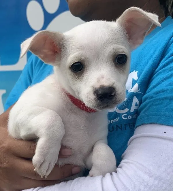 A baby small-sized male Terrier dog named Maro for adoption in Monterey, CA