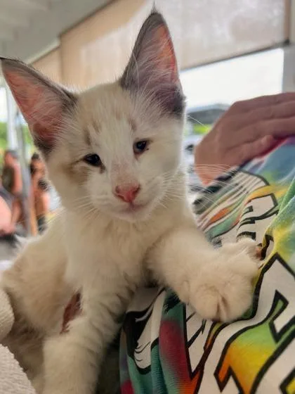A baby small-sized female Domestic Long Hair cat named Cloud for adoption in Honolulu, HI