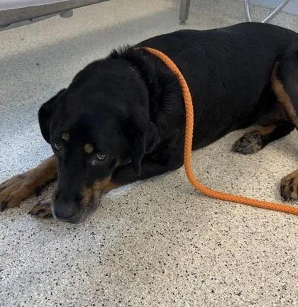 An adult large-sized female Mixed Breed dog named Carol for adoption in Lafayette, IN