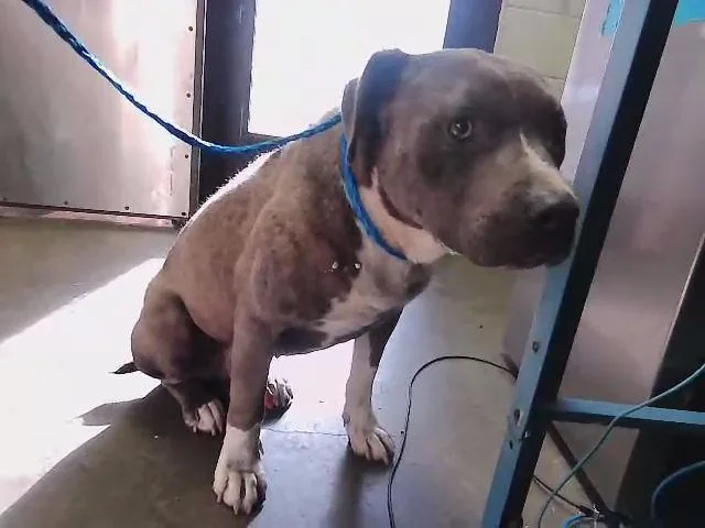 A young large-sized male Pit Bull Terrier dog named Ralph for adoption in Tulsa, OK