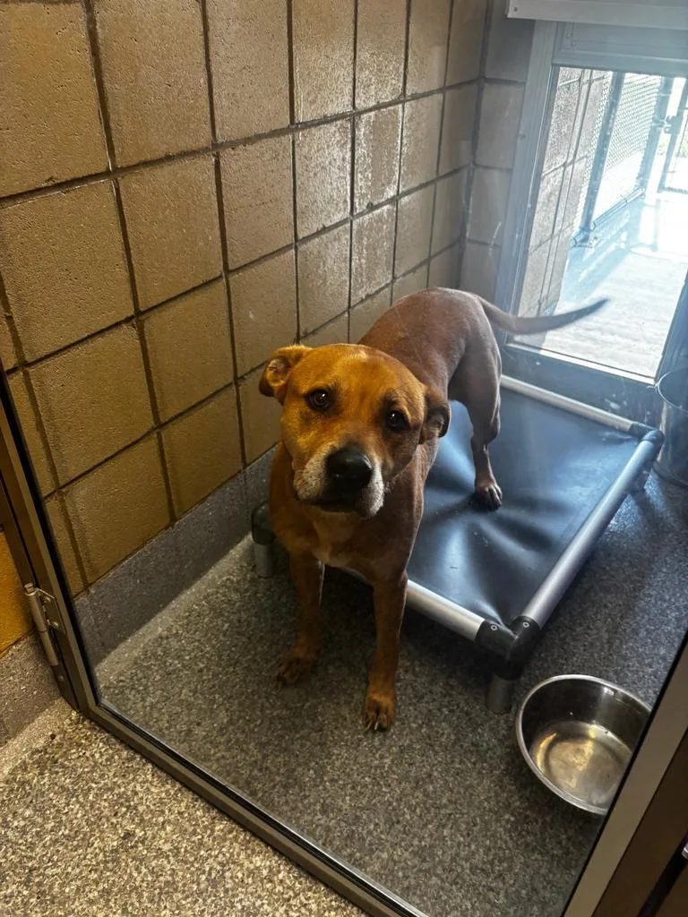 A young large-sized male Pit Bull Terrier dog named Scooby for adoption in Greenfield, IN