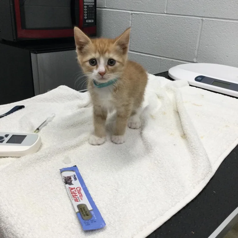 A baby small-sized male Orange / Red Domestic Short Hair cat named Buddy for adoption in Marshall, VA
