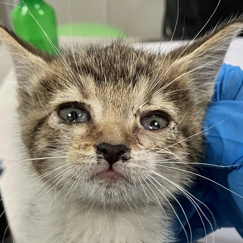 A baby small-sized female Brown / Chocolate Domestic Short Hair cat named Dill for adoption in Las Cruces, NM
