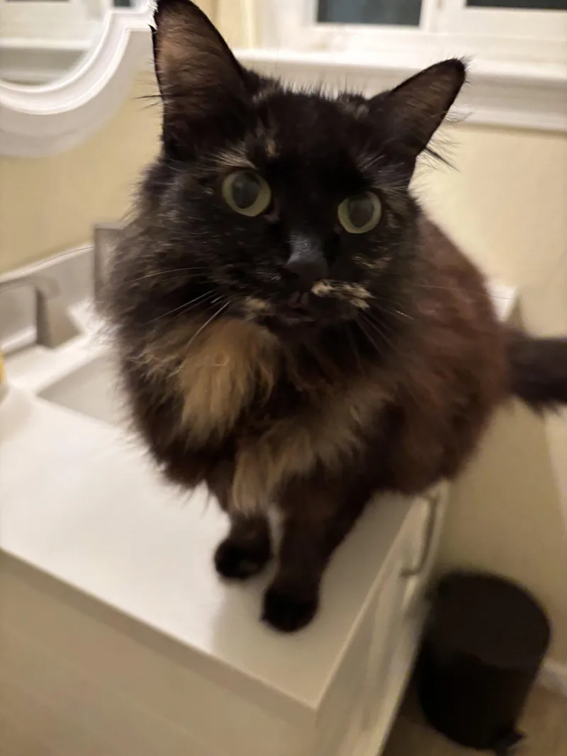 An adult medium-sized female Tortoiseshell cat named Ginger for adoption in Vacaville, CA