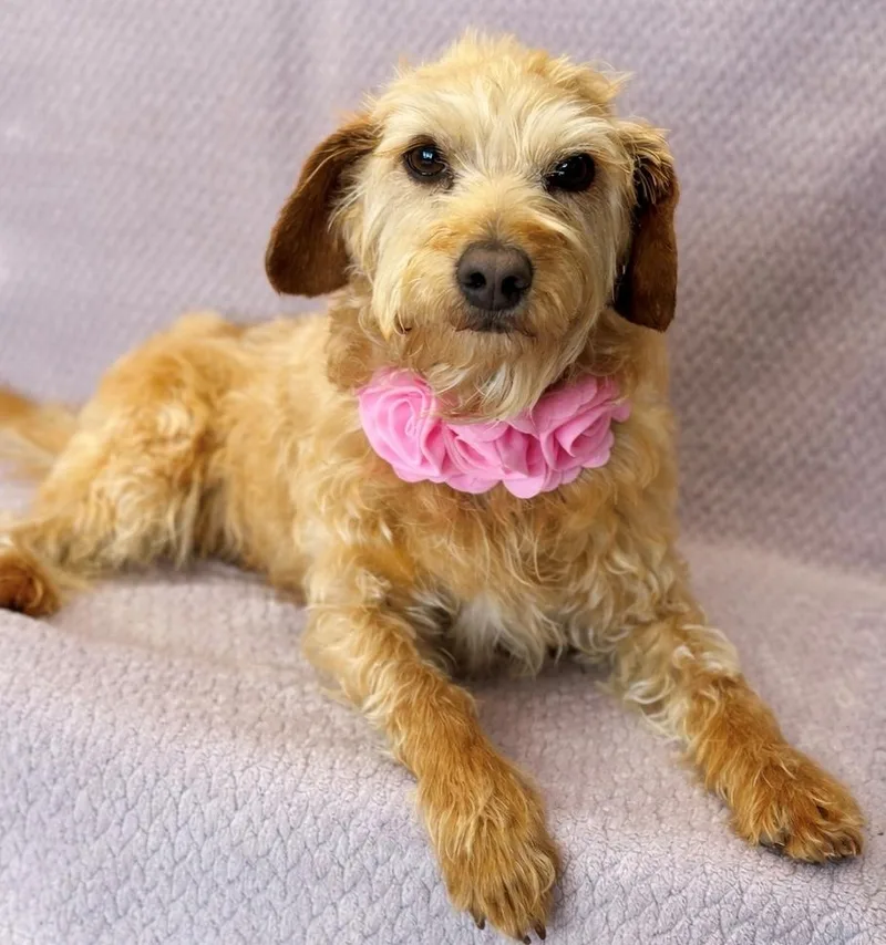 A young small-sized female Golden Poodle dog named Reba for adoption in Lodi, CA