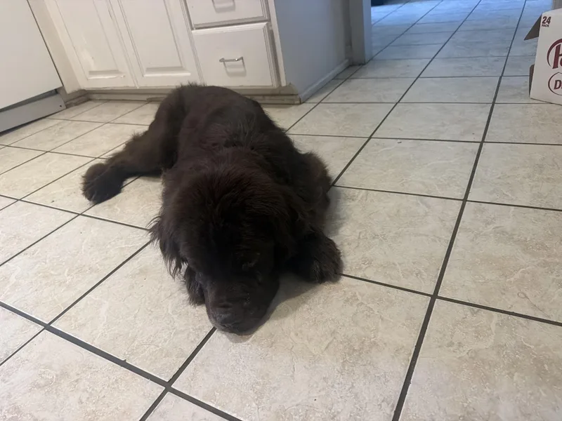 A young extra large-sized male Black Newfoundland Dog dog named Tank for adoption in Wagoner, OK