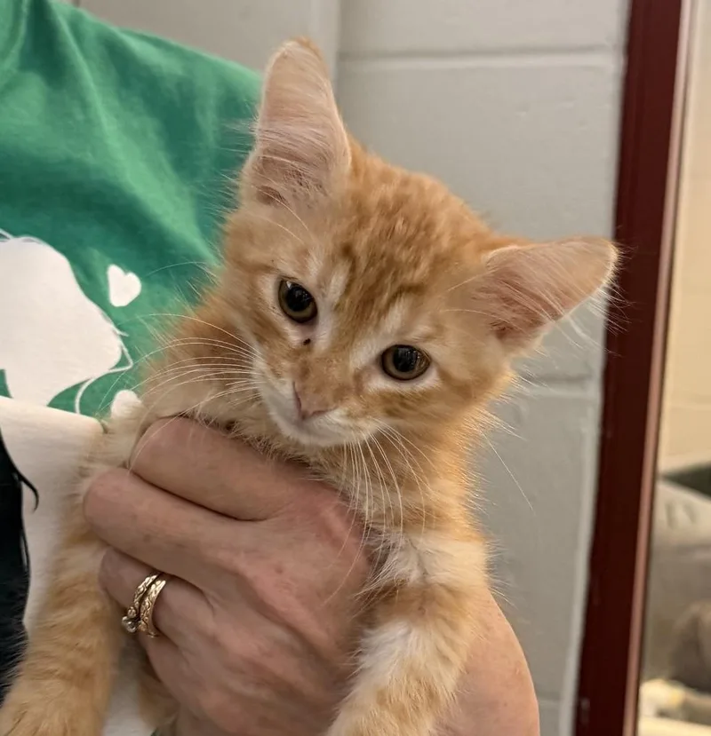 A baby medium-sized female Orange & White Domestic Short Hair cat named Bonsai for adoption in Slidell, LA