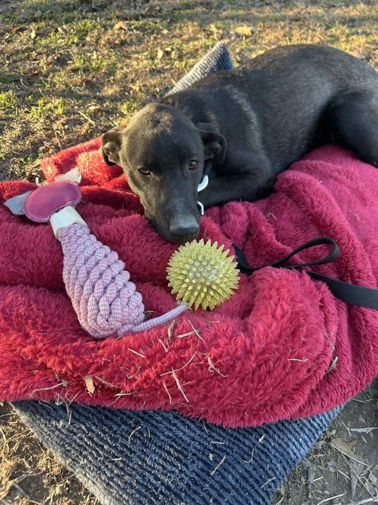 A baby medium-sized male Tricolor (Brown, Black, & White) Mixed Breed dog named Ken Ashcraft for adoption in Boston, MA
