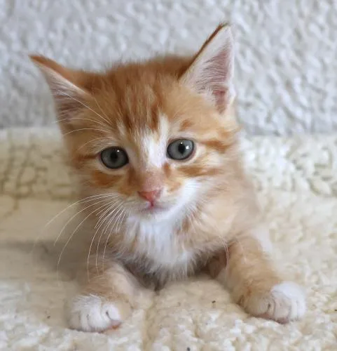 A baby small-sized male Domestic Medium Hair cat named Everest for adoption in Thief River Falls, MN