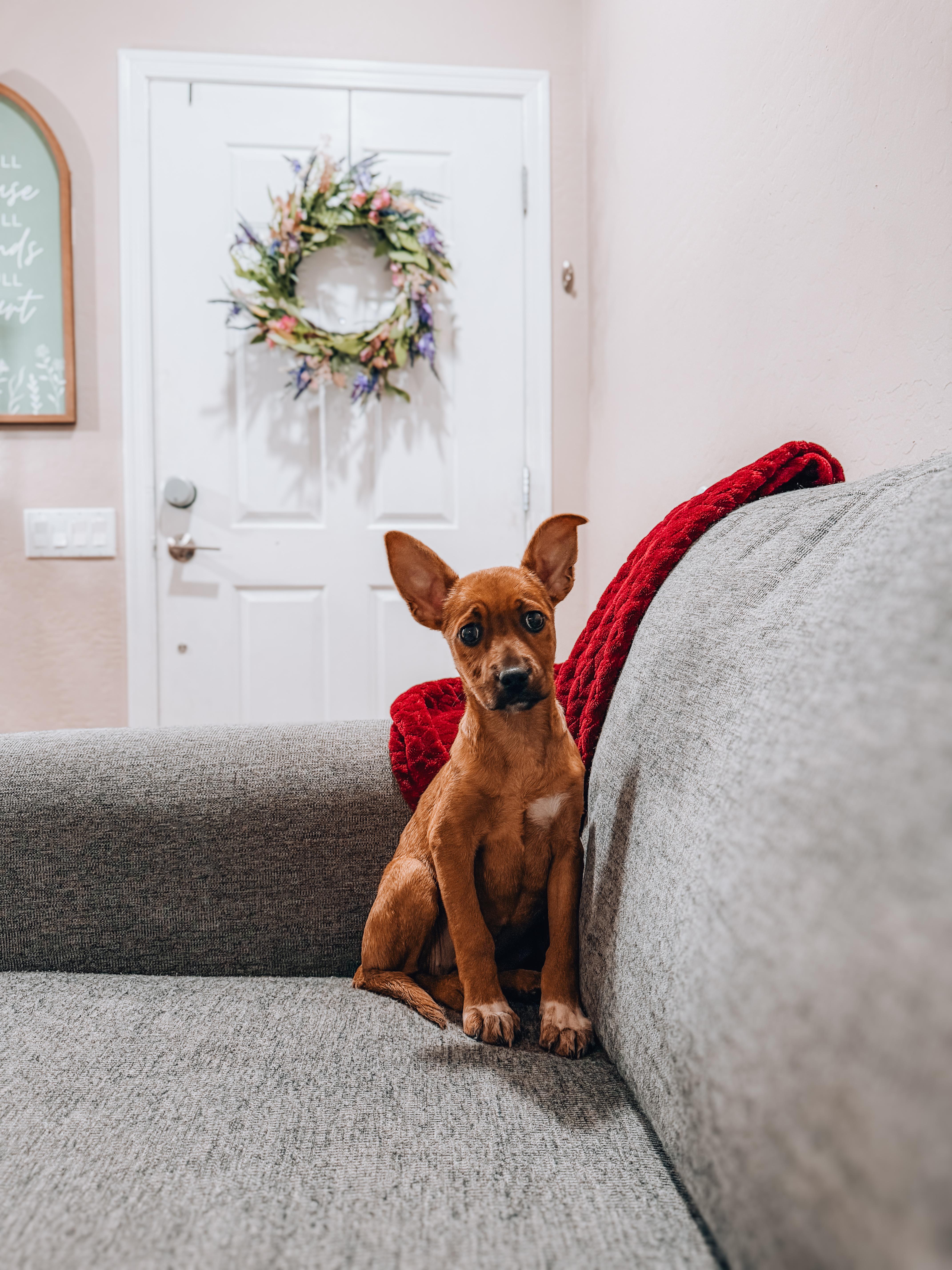 A baby small-sized female Terrier dog named Bella for adoption in Goodyear, AZ