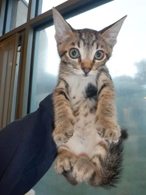 A baby small-sized male Domestic Short Hair cat named Pickles for adoption in San Jose, CA