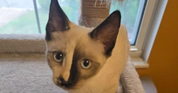A baby small-sized female Buff / Tan / Fawn Domestic Medium Hair cat named Fiona for adoption in O'Fallon, MO