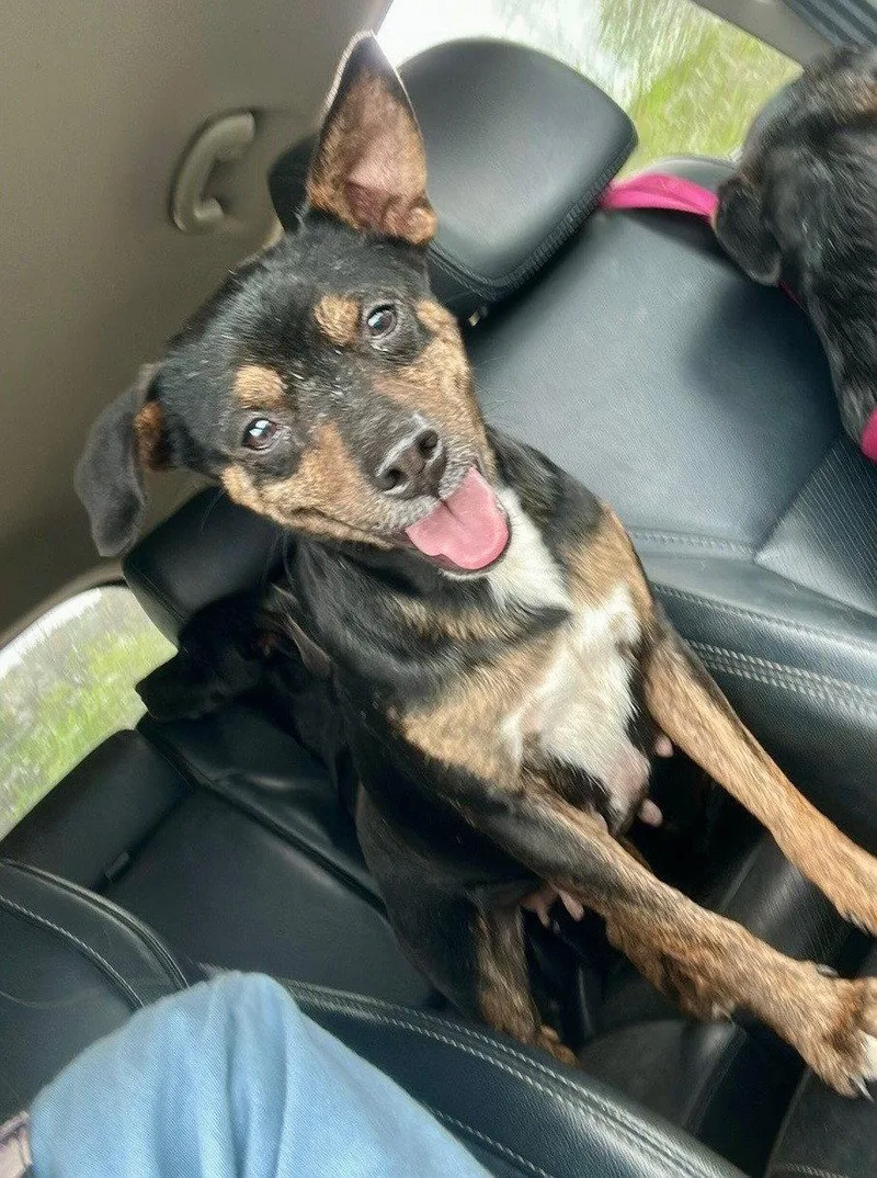 An adult small-sized female Chihuahua dog named Ethel for adoption in Ball Ground, GA