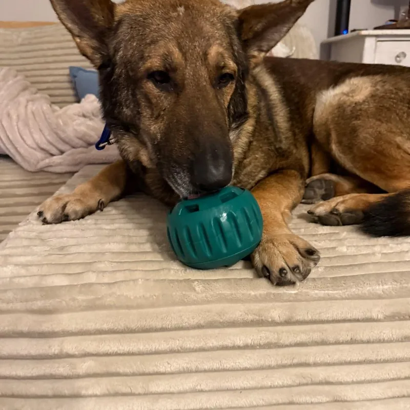 An adult extra large-sized male Sable German Shepherd Dog dog named Dobby for adoption in Potomac, MD