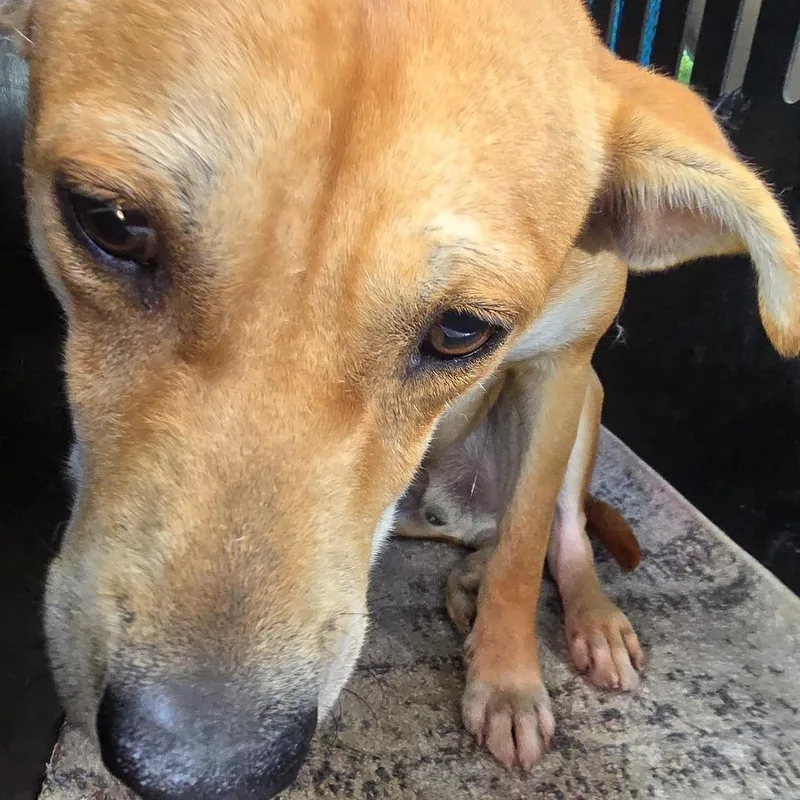 An adult medium-sized male Yellow / Tan / Blond / Fawn Retriever dog named Pablo for adoption in Montgomery, AL