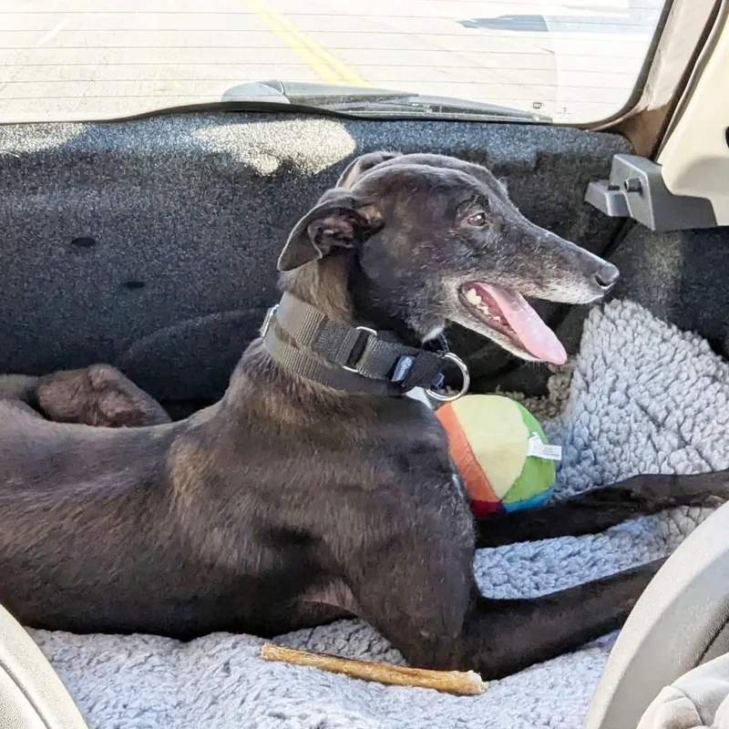 Ice Cream thumbnail 3