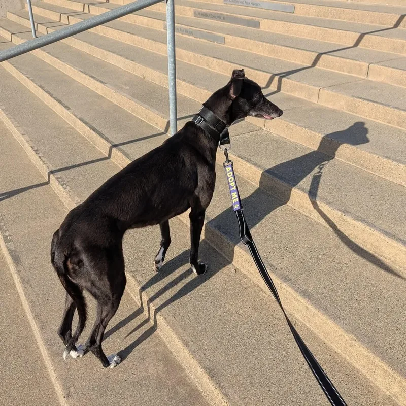 Ice Cream thumbnail 4