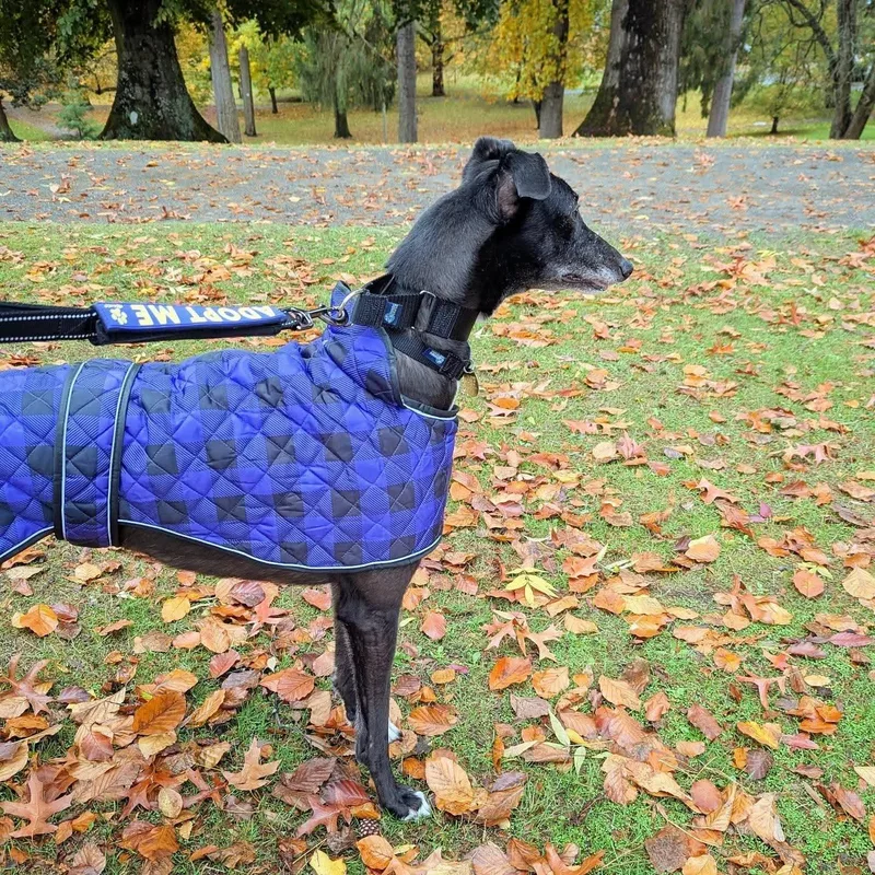 Ice Cream thumbnail 6