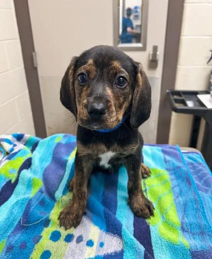 A baby small-sized male Coonhound dog named Dr. Whitaker for adoption in Westland, MI