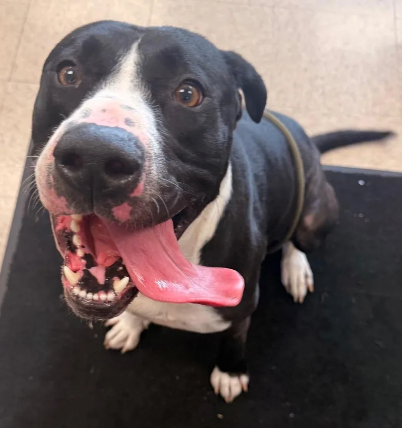 A young medium-sized male Terrier dog named Bobby for adoption in Defiance, OH