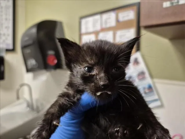 A baby small-sized male Domestic Short Hair cat named Raven for adoption in Chapel Hill, NC