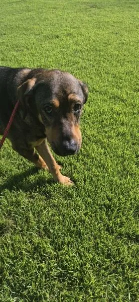 An adult large-sized female Shepherd dog named Pen Bailey for adoption in Lawrenceville, GA