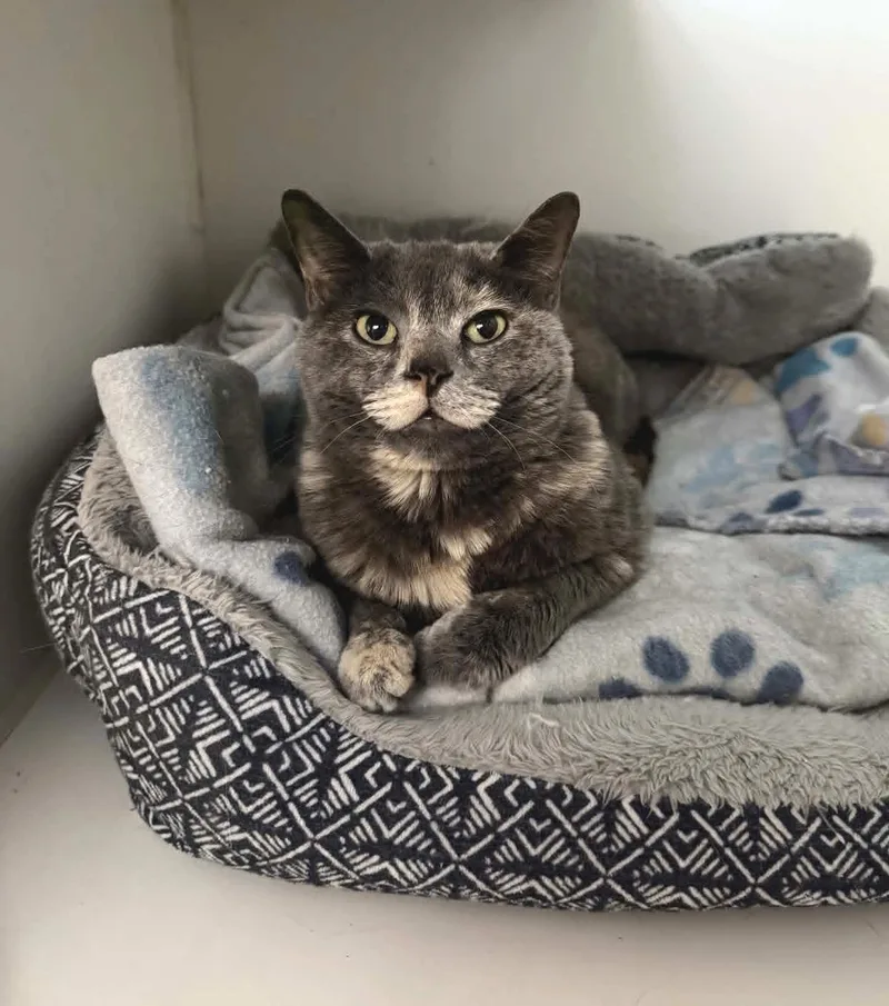 An adult medium-sized female Dilute Calico Domestic Short Hair cat named Bunny for adoption in Sioux Falls, SD