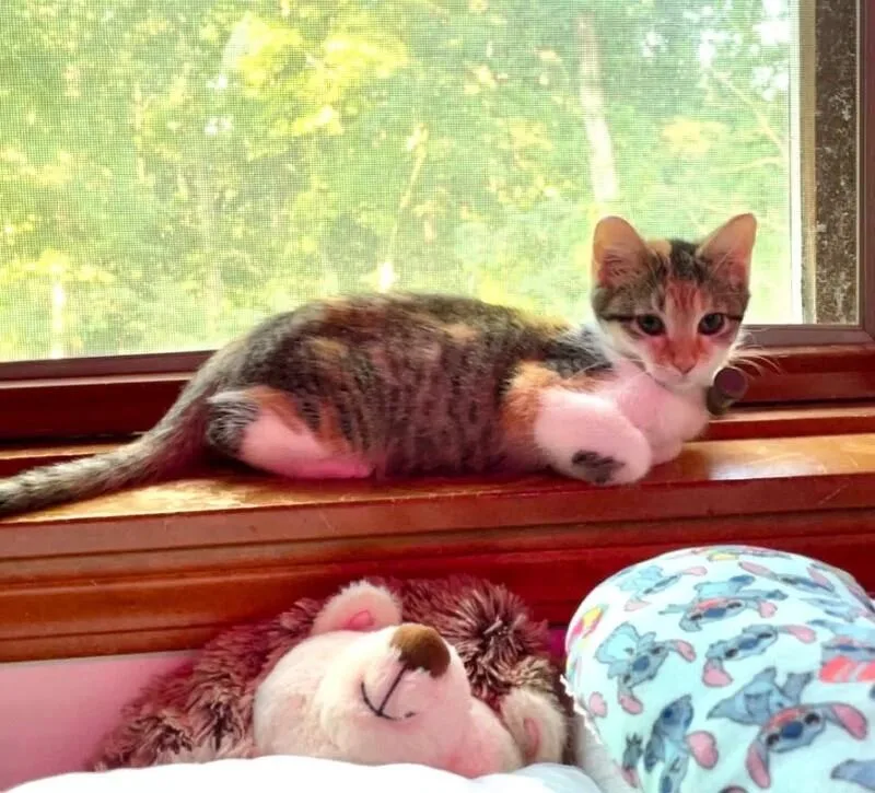 A young medium-sized female Calico Domestic Short Hair cat named Thing for adoption in Grand Rapids, MI