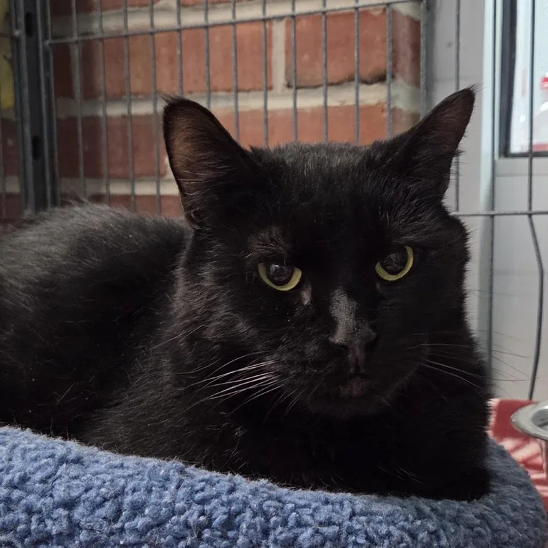 An adult large-sized male Black Domestic Short Hair cat named Wicked for adoption in Camden, DE